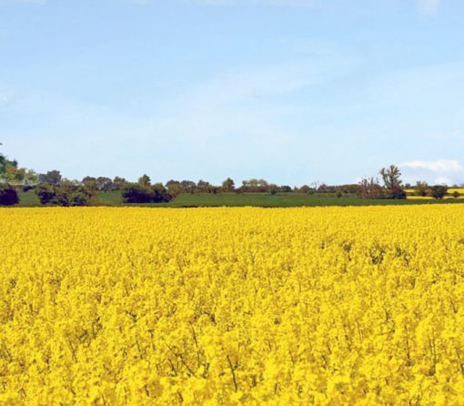 Rapsfeld